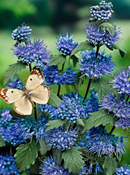 org:/gardening tips/Snoeiadvies/Overzichtspagina/Baardbloem.jpg